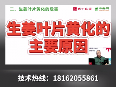 生姜葉片黃化的主要原因 ()