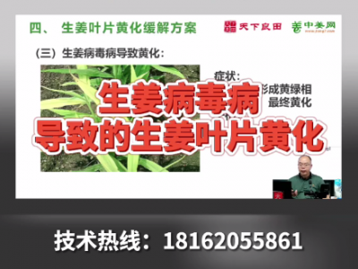 生姜病毒病導致的姜葉黃化 ()