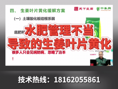 水肥管理不得昂導致的生姜葉片黃化 ()