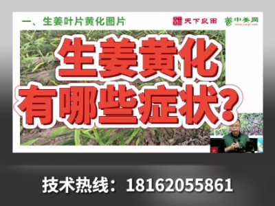 生姜黃化有哪些癥狀？ ()