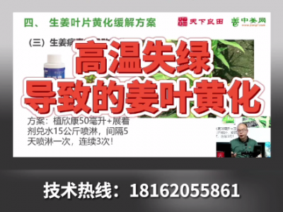 高溫失綠導致的姜葉黃化 ()