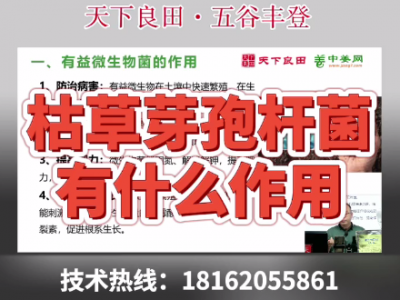 枯草芽孢桿菌有什么作用？ ()