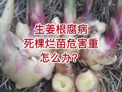 生姜根腐病死棵爛苗危害重怎么辦？ ()