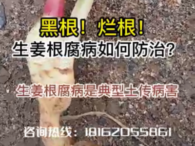 黑根！爛根！生姜根腐病如何防治？ ()