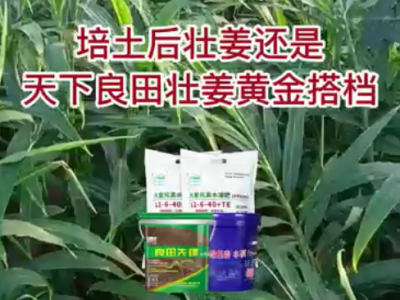 培土后壯姜還是天下良田壯姜黃金搭檔 ()