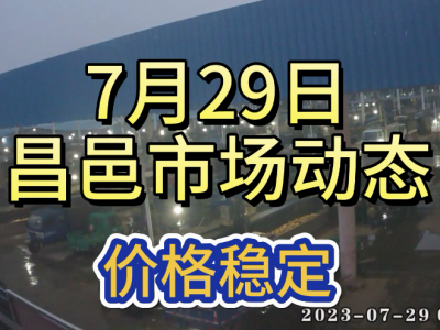 7月29日 昌邑生姜交易實況（價格穩定） (4217播放)