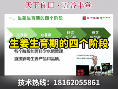 生姜生育期的四個階段 ()