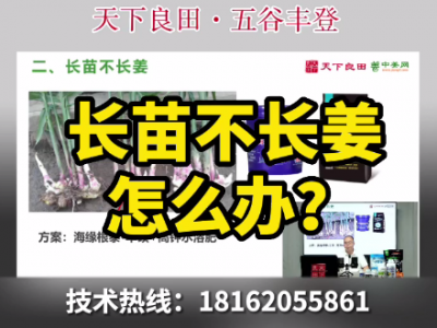長苗不長姜怎么辦？ ()