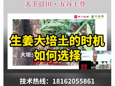 生姜大培土的時機如何選擇？ ()