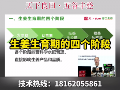 生姜生育期的四個(gè)階段 ()