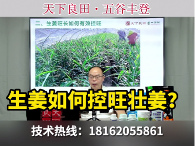 生姜如何控旺壯姜？ ()