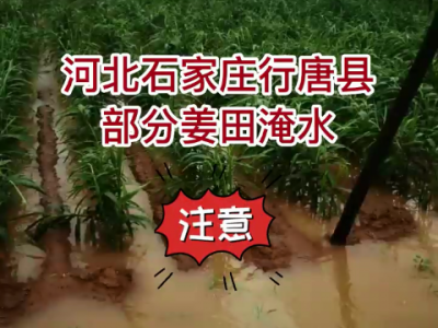 河北石家莊行唐縣部分姜田淹水 (4632播放)