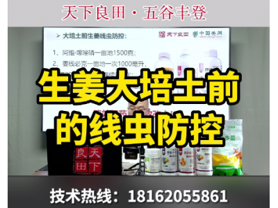 生姜大培土前的線蟲防控 ()