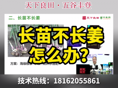 長苗不長姜怎么辦？ ()