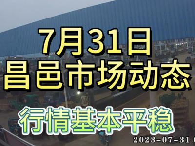 7月31日 昌邑生姜交易實況（行情平穩） (4221播放)