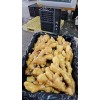 山東優質生姜18660989133