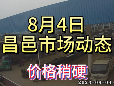 8月4日 昌邑生姜交易實況（價格稍硬） (4252播放)