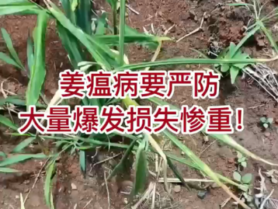 姜瘟病要嚴防 大量爆發損失慘重！ ()