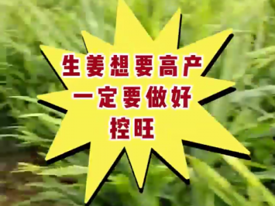 生姜想要高產 一定要做好控旺 ()