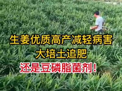 大培土追肥 還是豆磷脂菌劑 ()