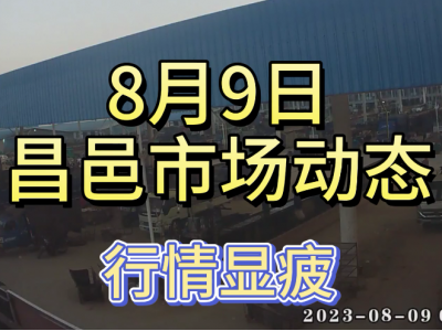 8月9日 昌邑生姜交易實況（行情顯疲） (4295播放)
