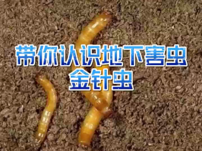 帶你認識地下害蟲--金針蟲 (4366播放)