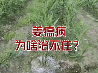 姜瘟病為啥治不住？ ()