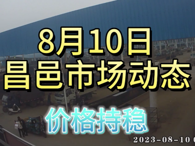 8月10日 昌邑生姜交易實況（價格持穩(wěn)） (4300播放)