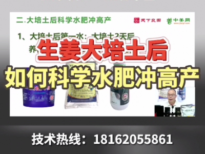 生姜大培土后如何科學水肥沖高產？ ()