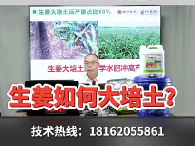 生姜如何大培土？ ()
