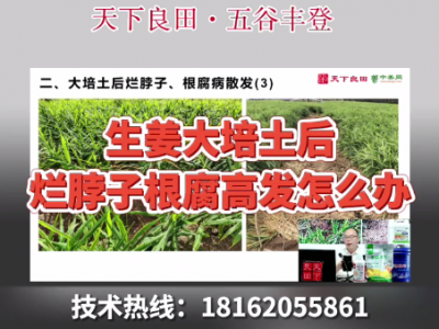 生姜大培土后爛脖子、根腐高發怎么辦？ ()