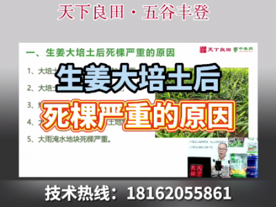 生姜大培土后死棵嚴重的原因 ()