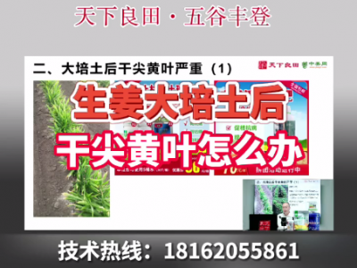 生姜大培土后干尖黃葉怎么辦？ ()