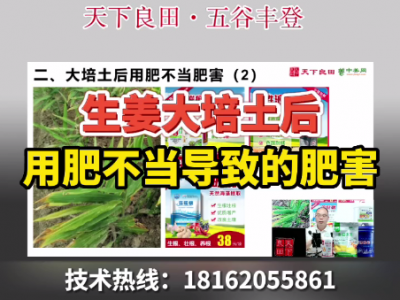 生姜大培土后用肥不當當值的肥害 ()