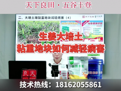 生姜大培土黏重地塊如何減輕病害？ (4383播放)