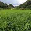 云南蒙自生姜大量上市