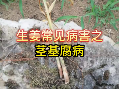 生姜常見病害之莖基腐病 ()