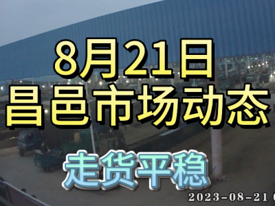 8月21日 昌邑生姜交易實況（走貨平穩） (4355播放)