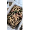大量出售優(yōu)質(zhì)生姜18660989133