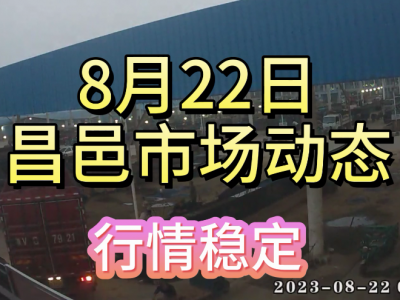 8月22日 昌邑生姜交易實況（行情穩定） (4394播放)