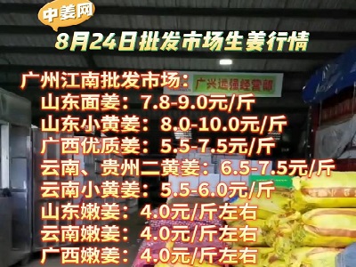 8月24日廣州江南批發(fā)市場生姜價格行情 (4392播放)