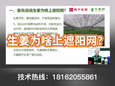 生姜為啥要上遮陽網？ ()