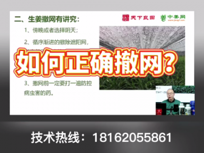 生姜種植：如何正確撤網？ (4375播放)