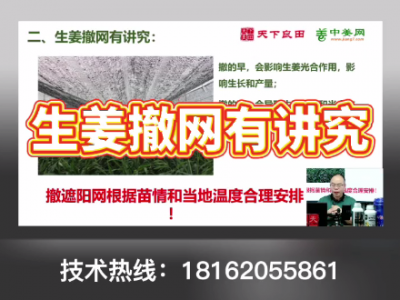 生姜撤網有講究 ()