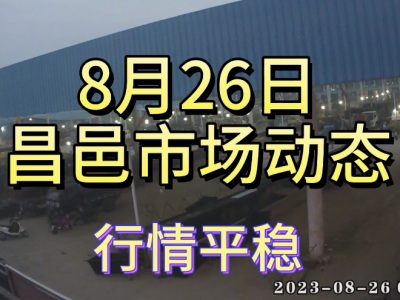 8月26日 昌邑生姜交易實況（行情平穩） (4384播放)