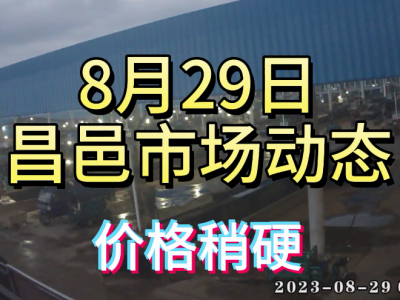 8月29日 昌邑生姜交易實況（價格稍硬） (4405播放)