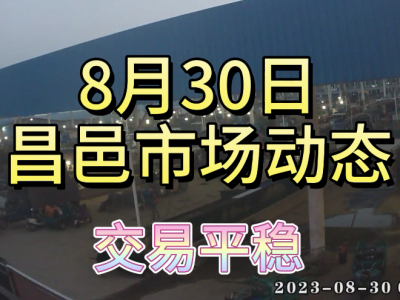 8月30日 昌邑生姜交易實況（交易平穩） (4417播放)