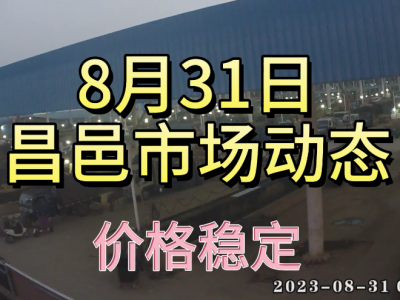 8月31日 昌邑生姜交易實況（價格穩定） (4648播放)