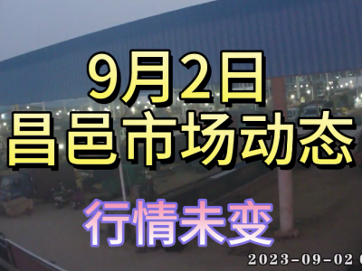 9月2日 昌邑生姜交易實況（行情穩定） (4432播放)