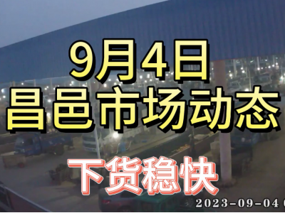 9月4日 昌邑生姜交易實況（下貨穩快） (4448播放)